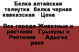 Белка алтайская телеутка, белка черная кавказская › Цена ­ 5 000 - Все города Животные и растения » Грызуны и Рептилии   . Адыгея респ.